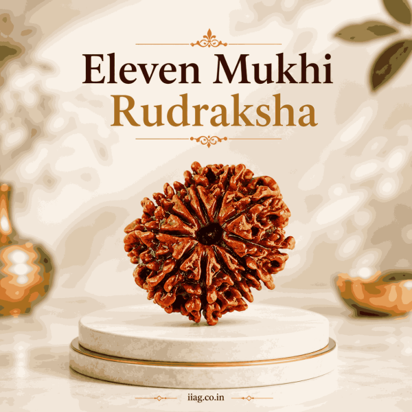 Eleven Mukhi Rudraksha