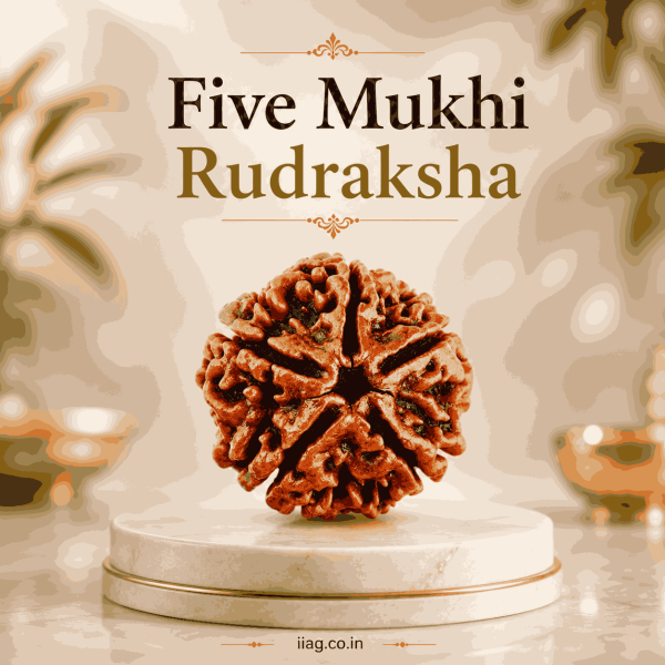 Five Mukhi Rudraksha