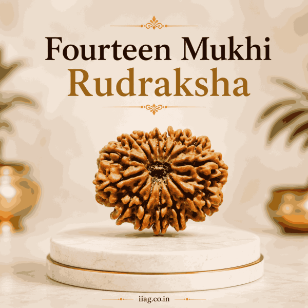 Fourteen Mukhi Rudraksha