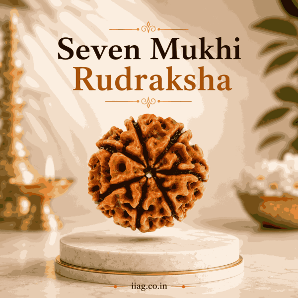Seven Mukhi Rudraksha