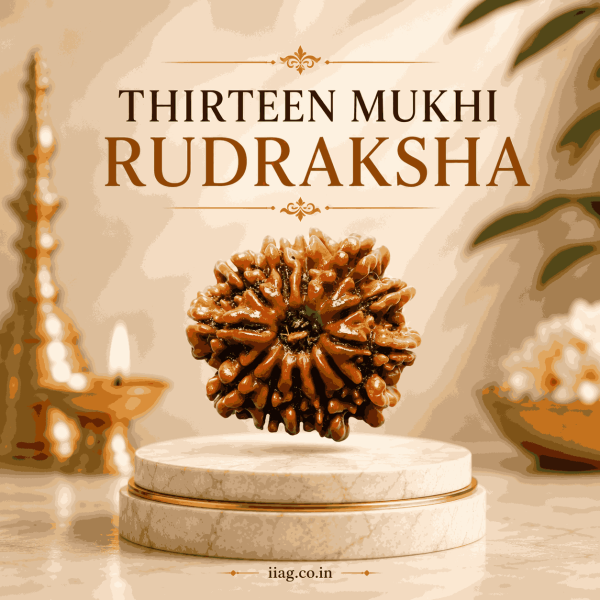 Thirteen Mukhi Rudraksha