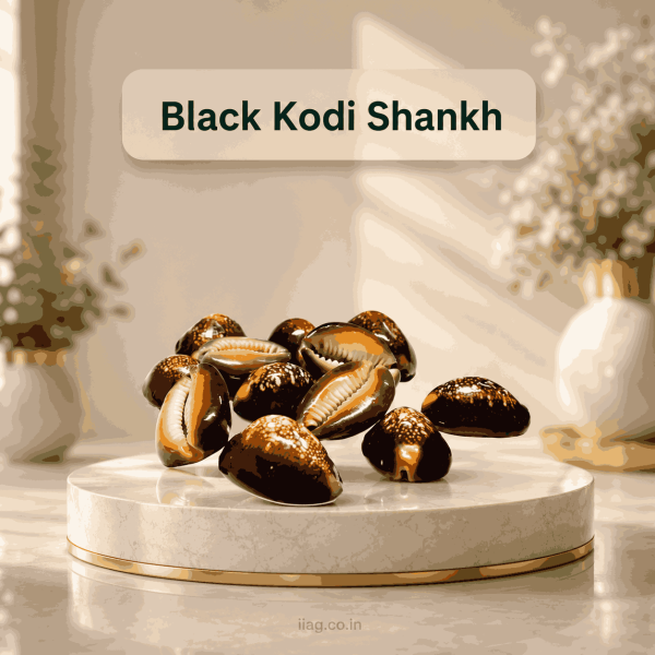 Black Kodi Shankh (Pack Of 11)