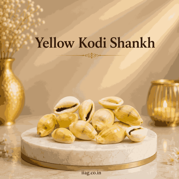 Yellow Kodi Shankh (Pack Of 11)