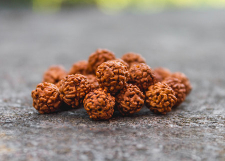 Rudraksha