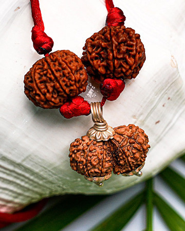 Rudraksha