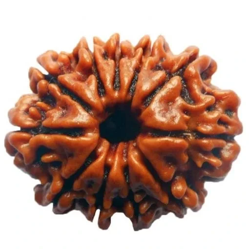 Eight Mukhi Rudraksha