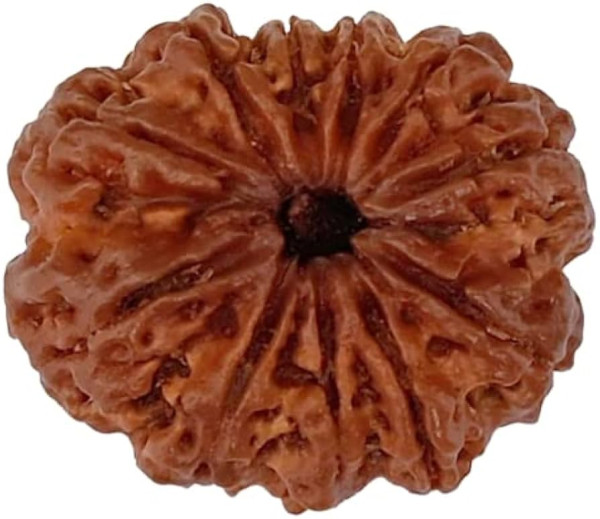 Eight Mukhi Rudraksha