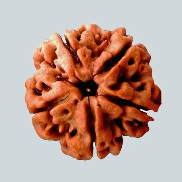 Five Mukhi Rudraksha