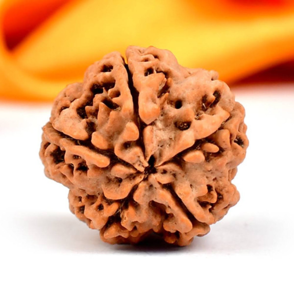 Five Mukhi Rudraksha