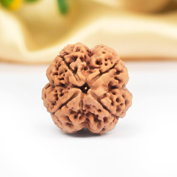 Four Mukhi Rudraksha