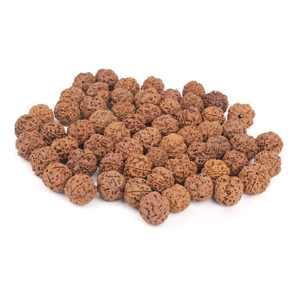 Four Mukhi Rudraksha