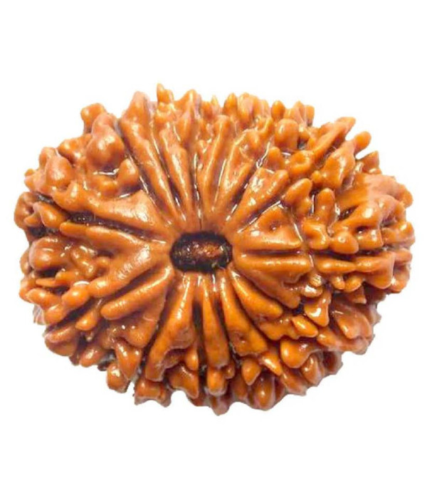 Fourteen Mukhi Rudraksha