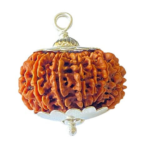 Fourteen Mukhi Rudraksha