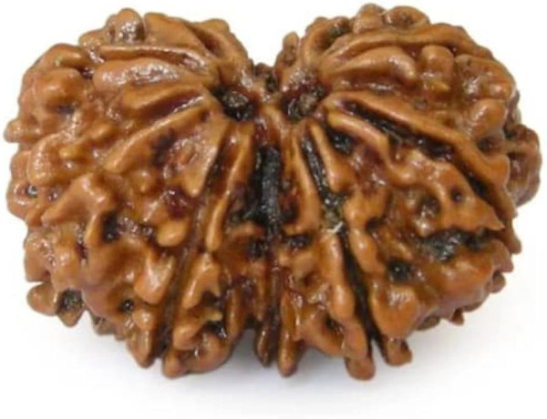 Ganesh Gauri Rudraksha