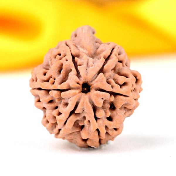 Ganesh Rudraksha