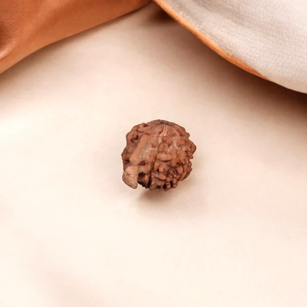 Ganesh Rudraksha