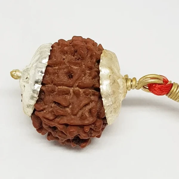 Nine Mukhi Rudraksha