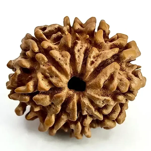 Nine Mukhi Rudraksha