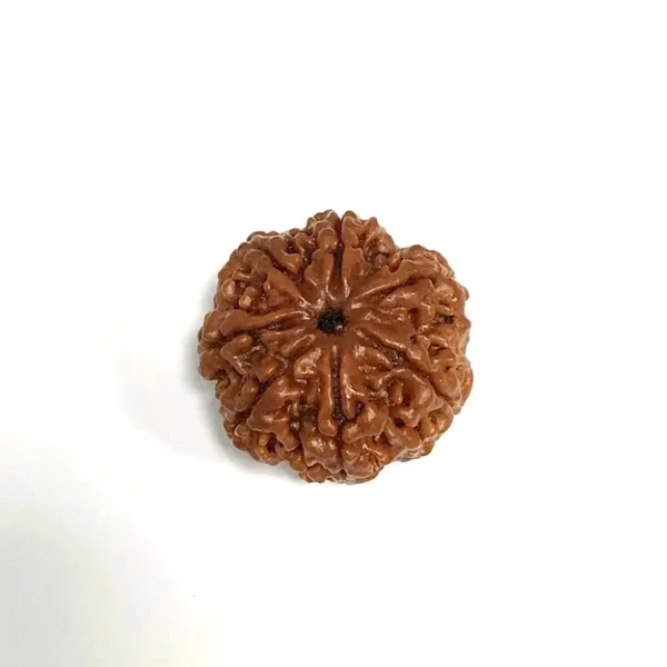 Seven Mukhi Rudraksha