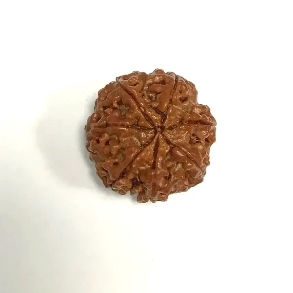 Seven Mukhi Rudraksha