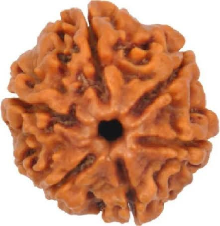 Six Mukhi Rudraksha