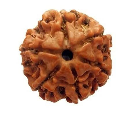 Six Mukhi Rudraksha