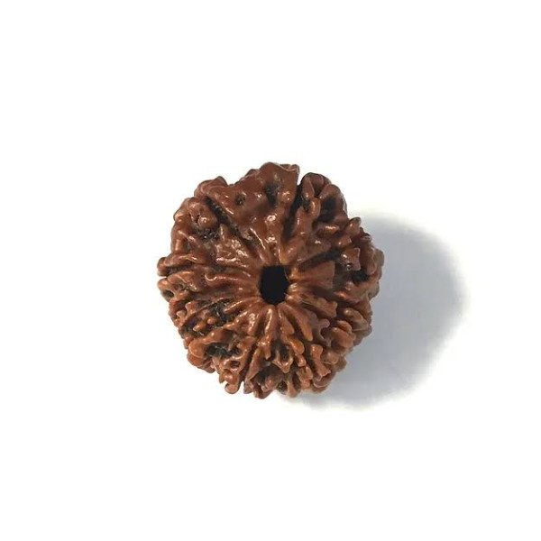 Ten Mukhi Rudraksha