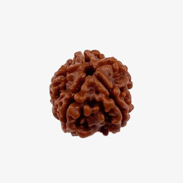 Three Mukhi Rudraksha