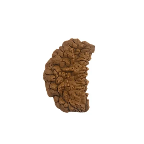 Two Mukhi Rudraksha