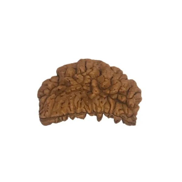 Two Mukhi Rudraksha