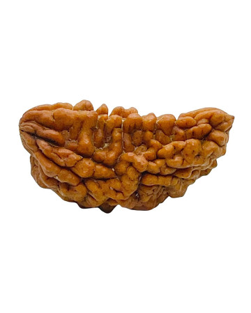 One Mukhi Rudraksha