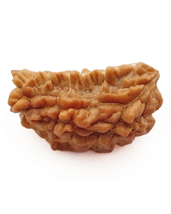 One Mukhi Rudraksha